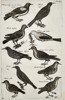 Jan Jonston (1603–1675) – Studies of Starlings and Blackbirds – Engraving (1650)