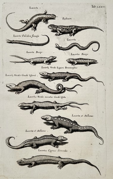 Jan Jonston (1603–1675) – Studies of Lizards and Skinks – Engraving (1650)