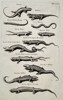 Jan Jonston (1603–1675) – Studies of Lizards and Skinks – Engraving (1650)