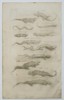 Jan Jonston (1603–1675) – Studies of Lizards and Skinks – Engraving (1650)