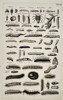 Jan Jonston (1603–1675) – Studies of Insects and Larvae – Engraving (1650)