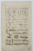 Jan Jonston (1603–1675) – Studies of Insects and Larvae – Engraving (1650)