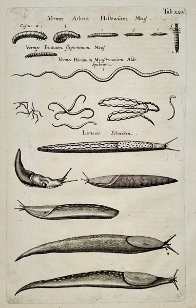Jan Jonston (1603–1675) – Studies of Slugs and Parasitic Worms – Engraving (1650)