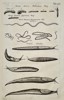 Jan Jonston (1603–1675) – Studies of Slugs and Parasitic Worms – Engraving (1650)