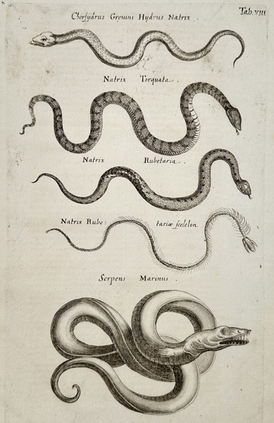 Jan Jonston (1603–1675) – Studies of Snakes and Sea Serpents – Engraving (1650)