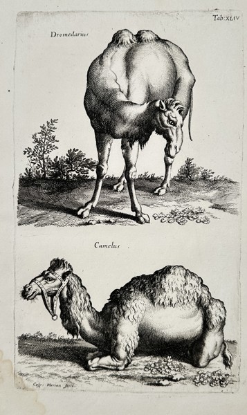 Jan Jonston (1603–1675) – Studies of a Dromedary and a Camel – Engraving (1650)