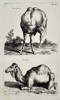 Jan Jonston (1603–1675) – Studies of a Dromedary and a Camel – Engraving (1650)