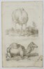 Jan Jonston (1603–1675) – Studies of a Dromedary and a Camel – Engraving (1650)