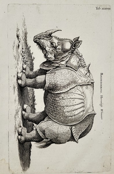 Jan Jonston (1603–1675) – Study of a Rhinoceros – Engraving (1650)