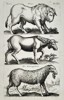 Jan Jonston (1603–1675) – Studies of a Bison, an Elk, and a Sheep – Engraving (1650)