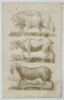 Jan Jonston (1603–1675) – Studies of a Bison, an Elk, and a Sheep – Engraving (1650)
