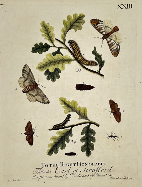 Eleazar Albin (Active 1713–1759) – Studies of Moths and Caterpillars on Oak Leaves – Hand-coloured engraving (1720)