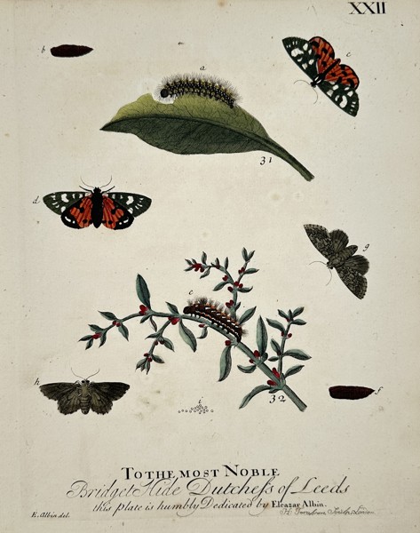 Eleazar Albin (Active 1713–1759) – Studies of Moths and Caterpillars on Flowering Branches – Hand-coloured engraving (1720)