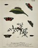 Eleazar Albin (Active 1713–1759) – Studies of Moths and Caterpillars on Flowering Branches – Hand-coloured engraving (1720)