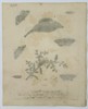 Eleazar Albin (Active 1713–1759) – Studies of Moths and Caterpillars on Flowering Branches – Hand-coloured engraving (1720)