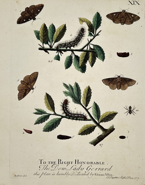 Eleazar Albin (Active 1713–1759) – Studies of Moths and Caterpillars on Leafy Branches – Hand-coloured engraving (1720)