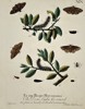 Eleazar Albin (Active 1713–1759) – Studies of Moths and Caterpillars on Leafy Branches – Hand-coloured engraving (1720)