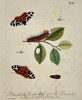 Eleazar Albin (Active 1713–1759) – Studies of Moths and Caterpillars on a Leafy Branch – Hand-coloured engraving (1720)