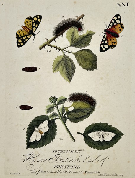 Eleazar Albin (Active 1713–1759) – Studies of Moths and Caterpillars on Rose and Bramble – Hand-coloured engraving (1720)