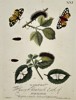 Eleazar Albin (Active 1713–1759) – Studies of Moths and Caterpillars on Rose and Bramble – Hand-coloured engraving (1720)