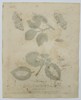 Eleazar Albin (Active 1713–1759) – Studies of Moths and Caterpillars on Rose and Bramble – Hand-coloured engraving (1720)