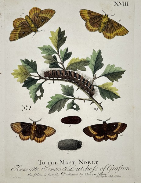 Eleazar Albin (Active 1713–1759) – Studies of Moths and Caterpillars on a Thorny Branch – Hand-coloured engraving (1720)
