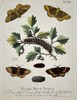 Eleazar Albin (Active 1713–1759) – Studies of Moths and Caterpillars on a Thorny Branch – Hand-coloured engraving (1720)