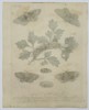 Eleazar Albin (Active 1713–1759) – Studies of Moths and Caterpillars on a Thorny Branch – Hand-coloured engraving (1720)