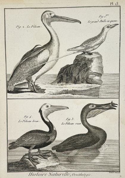 Robert Benard (1734-1785) – Ornithology Pelicans and Tropicbird – Engraving (1771)
