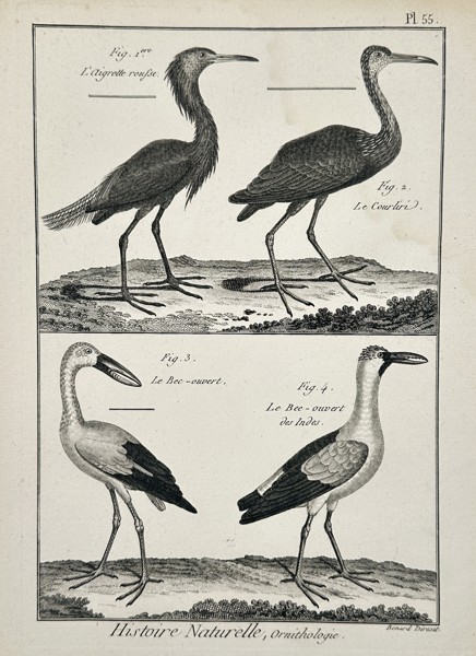 Robert Benard (1734-1785) – Ornithology Egrets and Openbills – Engraving (1771)