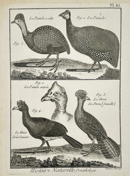 Robert Benard (1734-1785) – Ornithology Guinea Fowl and Curassows – Engraving (1771)