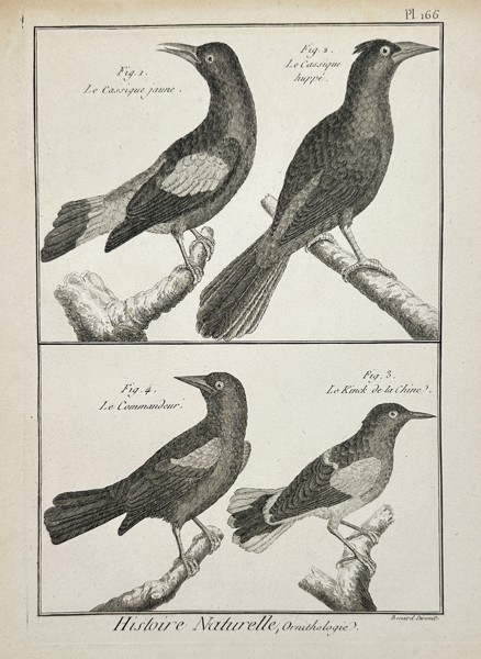 Robert Benard (1734-1785) – Ornithology Cassiques and Kinck of China – Engraving (1771)