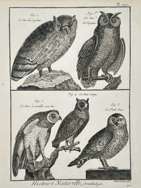 Robert Benard (1734-1785) – Ornithology Owls – Engraving (1771)