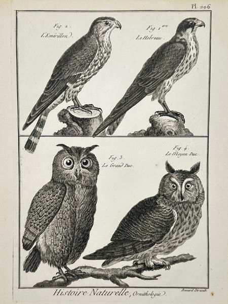 Robert Benard (1734-1785) – Ornithology Owls and Falcons – Engraving (1771)