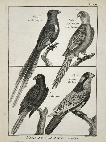 Robert Benard (1734-1785) – Ornithology Parrots and Parakeets – Engraving (1771)