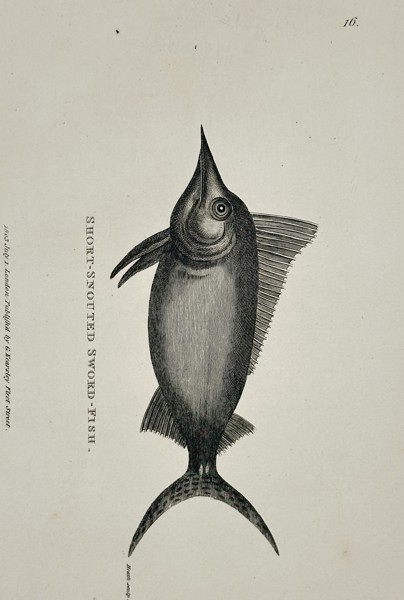 George Shaw (1751-1813) – Short-snouted Sword-fish – Engraving (1803)