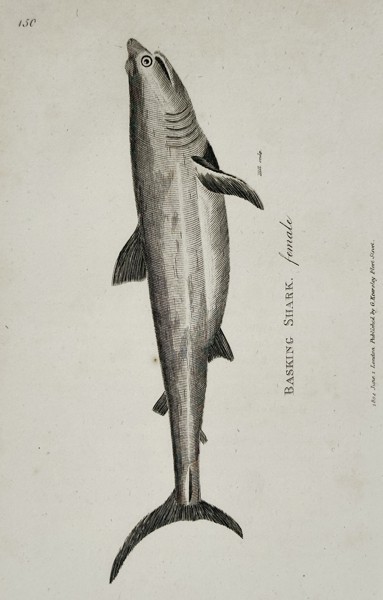 George Shaw (1751-1813) – Basking Shark (female) – Engraving (1804)