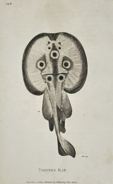 George Shaw (1751-1813) – Torpedo Ray – Engraving (1804)