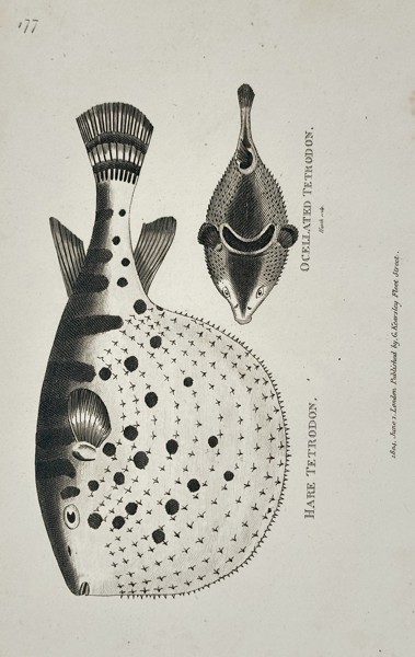 George Shaw (1751-1813) – Hare Tetrodon and Ocellated Tetrodon – Engraving (1804)