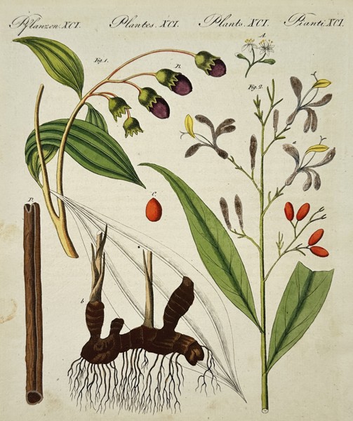Friedrich Justin Bertuch (1747-1822) – Botanical Study of Ginger and Cinnamon – Hand-coloured etching (1792)