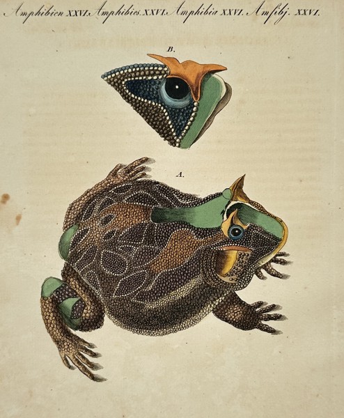 Friedrich Justin Bertuch (1747-1822) – Brazilian Horned Frog – Hand-coloured etching (1792)