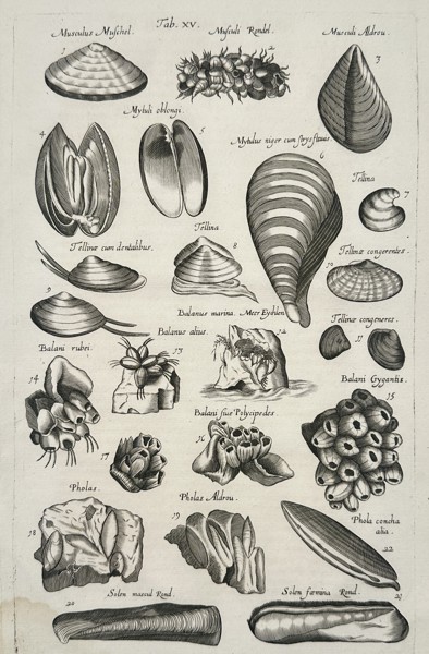 Johannes Jonston (1603-1675) – Marine Invertebrates and Sea Anemones – Engraving (1657)
