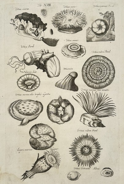 Johannes Jonston (1603-1675) – Marine Invertebrates and Sea Anemones – Engraving (1657)