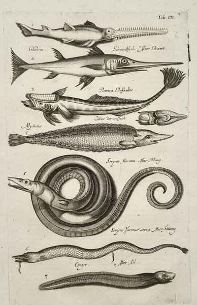 Johannes Jonston (1603–1675) – Bivalves, Barnacles, and Mollusks – Engraving (1657)