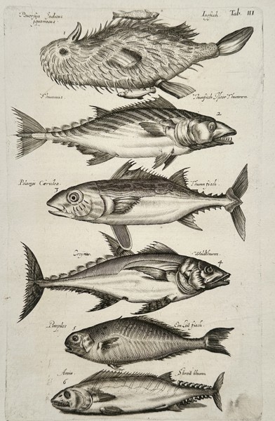Johannes Jonston (1603-1675) – Pufferfish and Tunas – Etching (1657)