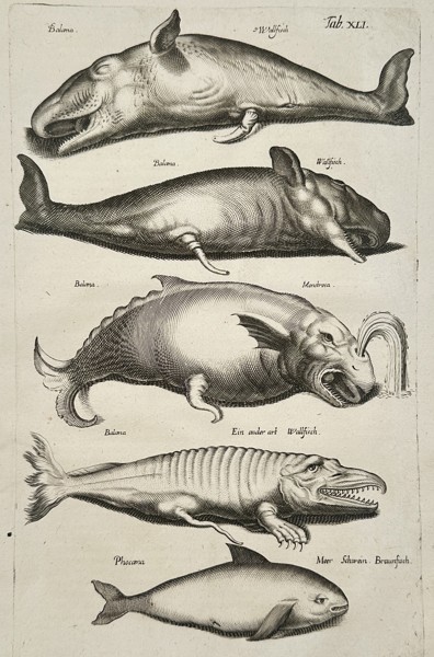 Johannes Jonston (1603-1675) – Whales and Cetaceans – Etching (1657)