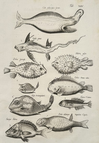Johannes Jonston (1603-1675) – Pufferfish and Exotic Marine Species – Etching (1657)