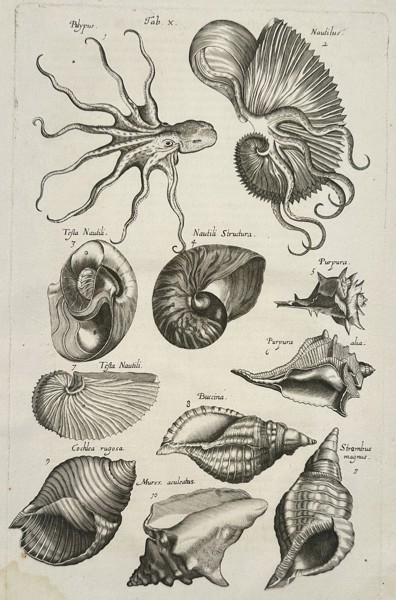 Johannes Jonston (1603-1675) – Octopus, Nautilus, and Shells – Etching (1657)