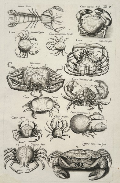 Johannes Jonston (1603-1675) – Crustaceans, Crabs, and Lobsters – Etching (1657)