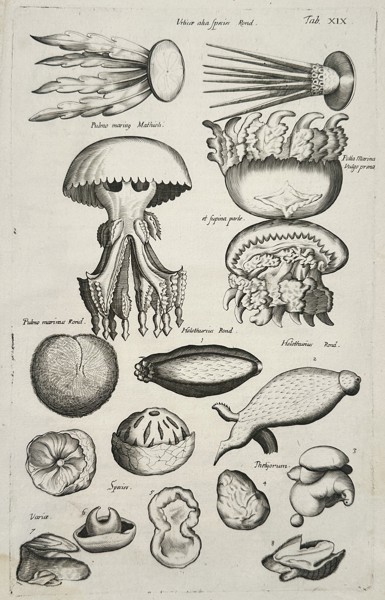 Johannes Jonston (1603-1675) – Jellyfish and Marine Invertebrates – Etching (1657)
